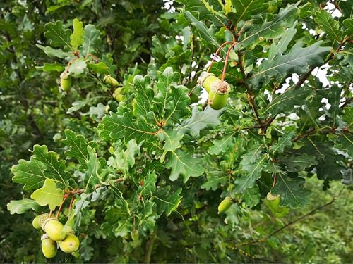 Deutsche Stieleichen Samen – Eicheln zur Anzucht | Ideal für Naturgärten, nachhaltige Forstwirtschaft & Aufforstung – Qualitätssamen für robuste Eichenbäume (20)