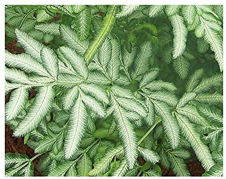 Pteris ensiformis - Silberspitzenfarn - Schwert Farn - 100 Samen