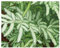 Pteris ensiformis - Silberspitzenfarn - Schwert Farn - 100 Samen