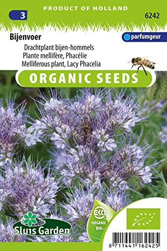 Phacelia Tanacetifolia, plante mellifère - Graines Biologiques