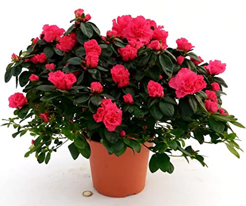 POWERS TO FLOWERS - AZALEA ROSSA XXL vaso 20cm, pianta vera