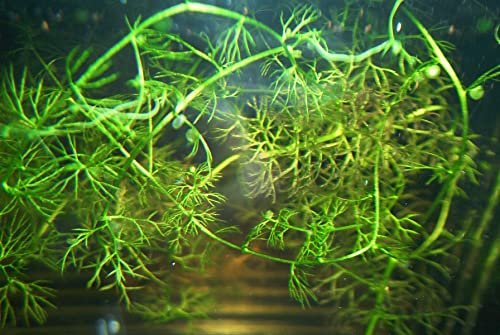 Fleischfressende Pflanze, aquatischer Wasserschlauch, Utricularia vulgaris, 3-5cm, Grün