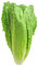 Graines de salade chicorée scarole cornet d'Anjou- sachet de 3 grammes - Graines de style