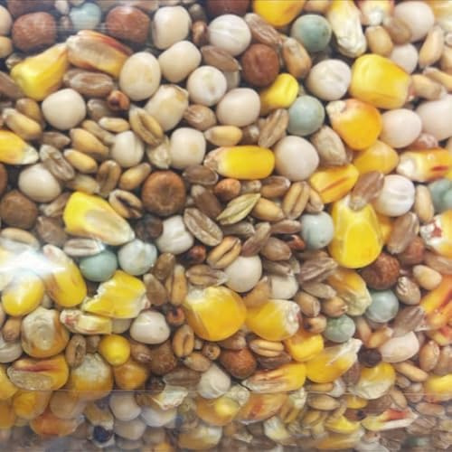 3kg Johnson & Jeff Four Seasons Pigeon Corn - Premium Wild Bird Food Mix | High-Protein, Nutrient-Rich, Year-Round Pigeon Feed | Perfect for Pigeons & Wild Birds | Full of Vitamins, Oils & Minerals