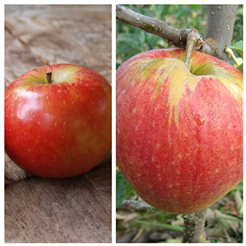 Duo-Apfelbaum mit der Kombinationen Elstar und Jonagold 7,5 L auf M7