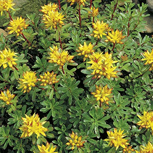 Fetthenne Immergrünchen