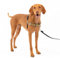PetSafe Easy Walk Hundegeschirr.