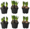 Hyacinthus Orientalis DECOALIVE Set de 6 Bulbos de Jacinto Naturales