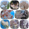 paulownia baum samen,blauglockenbaum - zimmerpflanzen, kübelpflanzen kiribaum pflanzen samen, bienenweide bäume kaufen, steingartenpflanzen winterhart minigewächshaus, extrem 500pcs