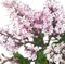Zwerg Flieder Duftflieder Syringa meyeri 'Palibin' lila 40-60 cm winterhart Freilandaufzucht
