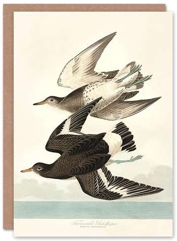 Artery8 John James Audubon Art Card Townsend Sandpiper Bird