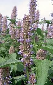 Just Seed - Herb - Anise Hyssop - Agastache foeniculum - 1000 Seed for Bees and Butterlies