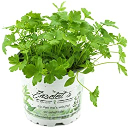 Perejil de hoja lisa, planta de perejil, petroselina crujiente.