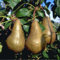 Birne Abate Fetel, Busch
