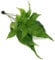 K2AQUA - Bolbitis Heteroclita Asiatica Live Aquarium Plant for Freshwater Fish Tank Natural Green Decoration Thriving Aquatic Fern for Planted Tanks and Shrimp Safe Environments