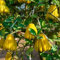 Buddhas Hand Zitrone – Exotische Zitruspflanze 130-170 cm Citrus medica | Duftende Zitrone für Garten & Balkon