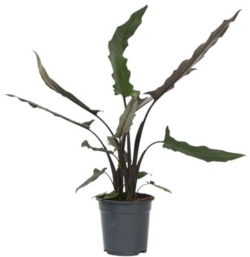 Plant in a Box - Elefantenohr - Alocasia 'Lauterbachiana' - Höhe 80-90 cm - Topf 19 cm - Zimmerpflanze - Grüne Blätter mit roter Unterseite