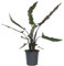 Plant in a Box - Elefantenohr - Alocasia 'Lauterbachiana' - Höhe 80-90 cm - Topf 19 cm - Zimmerpflanze - Grüne Blätter mit roter Unterseite