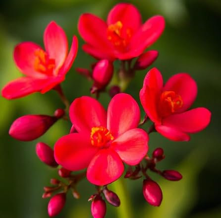 100 graines de fleurs de jatropha rouges fraîches et neuves