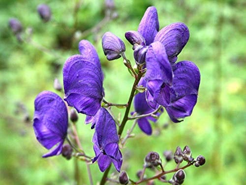 Samen Keimung: 10 Blauer Eisenhut Samen, Mönch Hood Samt, Aconitum, Wolfsbane Seeds