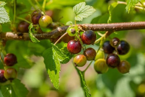 Ribes nigrum 'Ben Sarek' 40–60 cm – Winterhart, Mehrjährig, Pflegeleicht – Schwarze Johannisbeere – Obststrauch für Garten & Naschhecke