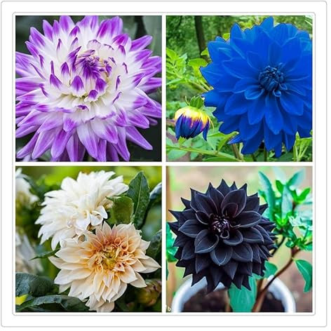 Dahlien Zwiebeln,Dahlien Knollen GroßBlumig,Winterhart Mix Dahlienknollen,Dahlien Zwiebeln Winterhart Dahlien Zwiebeln,Dahlien Knollen Winterhart,Winterhart MehrjäHrig-2knollen-v