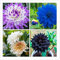 Dahlien Zwiebeln,Dahlien Knollen GroßBlumig,Winterhart Mix Dahlienknollen,Dahlien Zwiebeln Winterhart Dahlien Zwiebeln,Dahlien Knollen Winterhart,Winterhart MehrjäHrig-2knollen-v
