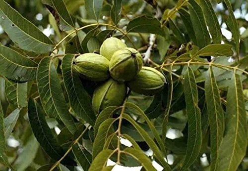 PERAGASHOP 1 planta de nogal Pecan Juglandacee.