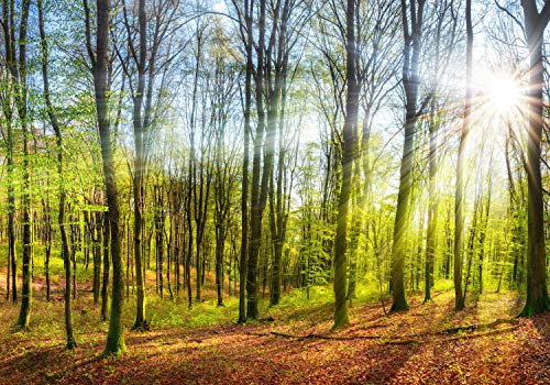 wandmotiv24 Fototapete Sonne Natur Bäume, XL 350 x 245 cm - 7 Teile, Wanddeko, Wandbild, Wandtapete, Sonne, Stämme, grün, Strahlen M5669