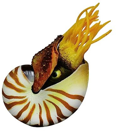 MAGICLULU Fischtank Dekore Muscheln Nautilus-Muschel-Dekoration Aquarium Produkte Groß Dekorationen Für Aquarien Nautilus-Schale Hülse Muscheldekor Aquarienverzierung