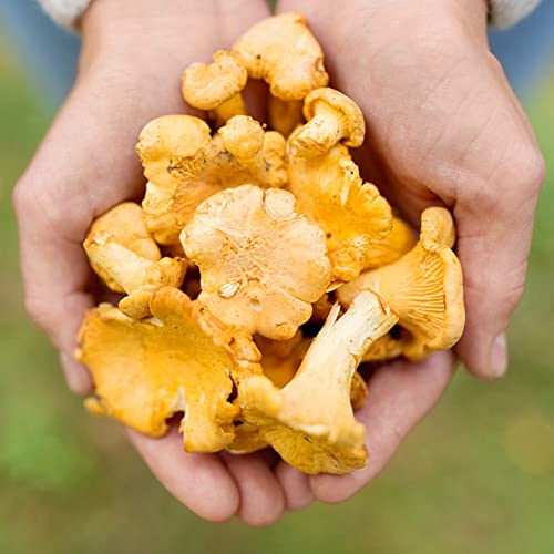 Pilze Samen Kaufen Pfifferlingsamen Mushroom Pilzsamen Gartengeschenke Saatgut GemüSe Pfifferlinge Selber ZüChten GemüSesamen Zimmerpflanzen Samen Stauden Champignons 100 StüCke
