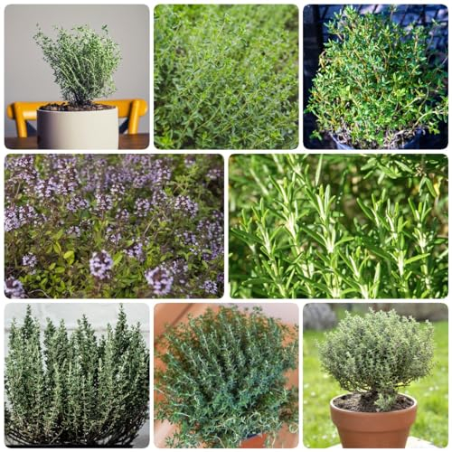 350 pcs bodendecker thymian winterhart samen - herbs stauden winterhart mehrjährig,Thymus mongolicus, kräuterbeet blumendeko pflanztöpfe indoor kräutergarten bienen wiese blumenwiese