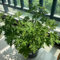 Semillas de geranio limón, semillas de plantas de geranio perfumado, Cultivo de semillas, fácil de plantar. Plantas resistentes en macetas, prado de flores de colores jardín de flores, 80pcs