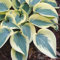 Luojuny Hosta Seeds, 200Pcs / Bag Hosta Seeds DIY Decorativo Atractivo Color mezclado Fragante Hosta Plantaginea Bonsai Semillas para exteriores Verde blanco Semillas Hosta