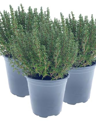3er Set Italienischer XXL Thymian im 15cm Topf