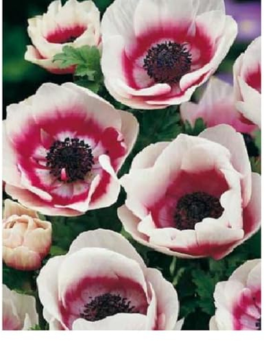 Anemonen Zwiebeln,winterharte pflanzen,farbenfrohe Blumen,pflegeleichte,schöne und gesunde Zwiebeln,geeignet für Gärten,Balkone,Töpfe und Terrassen,pflanzkorb blumenzwiebeln.-20zwiebeln