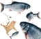 Martom ELEKTRISCHER Springender Fisch Katze SPIELZEUGFISCH Interaktives Katzenspielzeug, elektrische Selbstbeschäftigung, beweglicher Katzenminze-Fisch, interaktives Katzenspielzeug
