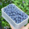 semi di mirtillo Premio piante resistenti per il giardino piante in vaso albero da frutto Vaccinium corymbosum fiori primaverili di bonsai in serra piantare mirtilli frutti 500pcs