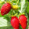 Fresa Salvaje Semillas 50pcs / bag fresa del arbolado Semillas Semillas de frutas deliciosa de la fruta de Plantas Bonsai Garden bricolaje
