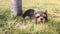 RUNADI Hi- Line Gift 87710-M Yorkshire Terrier Schlafende Haustier Pals Statue