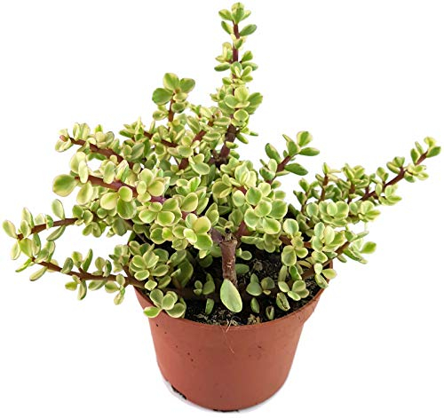 Fangblatt - Portulacaria afra 'variegata' - der weiß-grüne Jadebaum aus Südafrika - bezaubernde Sukkulente - pflegeleichte Zimmerpflanze - idealer Bonsai für Ihr Zuhause