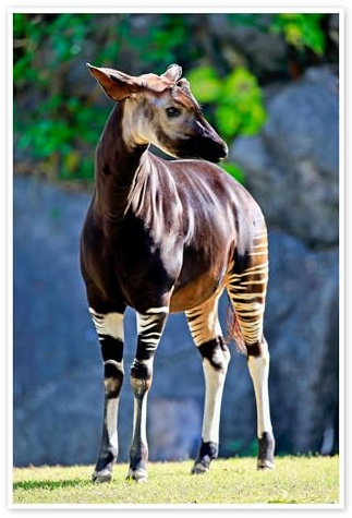 Posterlounge Wachsames Okapi Poster | 20 x 30 cm Wandbilder Wanddeko