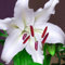 Lilienzwiebeln orientalische Lilie Lilium Zwiebeln Onion Knollen Winterhart Frische mehrjährig duftenden Prachtblüten Hochgewachsene Lilie (Lotus Elegance - volle Lilie)