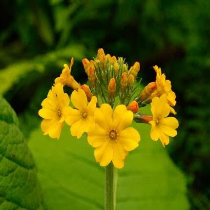 100pcs Yellow Primula Candelabra Flower Seeds