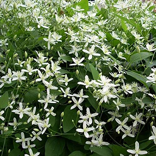 Clematis Armandii 'Snow Bells' - Waldrebe 60-80 cm Pflanzcontainer