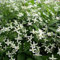 Clematis Armandii 'Snow Bells' - Waldrebe 60-80 cm Pflanzcontainer