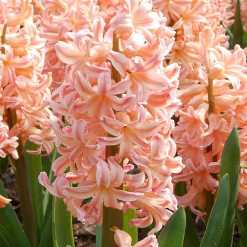 Plant in a Box - Hyacinthus Gipsy Queen - Set de 15 - Bulbes de Jacinthes Rustiques - Bulbes à Floraison Précoce pour le Jardin