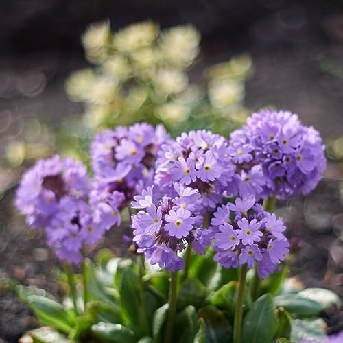 200 Stücke Primeln Samen, Bio Saatgut Geschenke Für Gärtner Primeln Pflanzen Im Topf Exotische Pflanzen Winterhart Gartenblumen Bonsai Samen, Hochbeet Samen Wildblumensamen Blumensamen