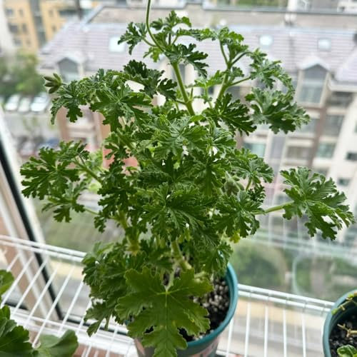 Semi di geranio limone, semi di geranio profumato, vaso per piante, crescita rapida piante perenni resistenti alla tappezzatura del terreno, piante da giardino decorazione per ufficio, 150pcs