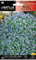 Blumensamen - Myosote der Blauen Alpen - Batlle